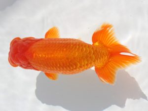 備後鱗友会　西取締　小川寿夫　呉
