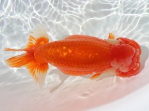 備後鱗友会　西大関　吉田龍一　尾道