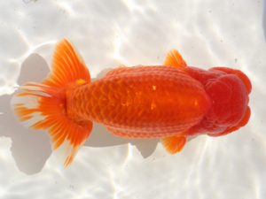 備後鱗友会　西取締　藤原　繁　福山