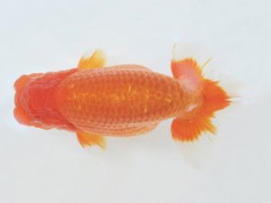 金魚文化連合会　東大関　杉江克己　常滑市