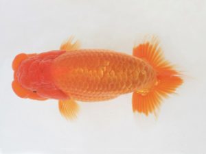 金魚文化連合会　西大関　植田春寿　稲沢市