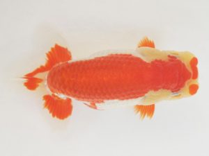 金魚文化連合会　立行司　小早川義幸　半田市