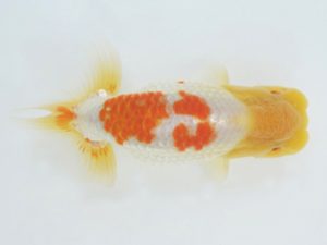 金魚文化連合会　取締一　石黒英明　南知多