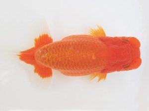 金魚文化連合会　取締二　井上廣太　常滑市