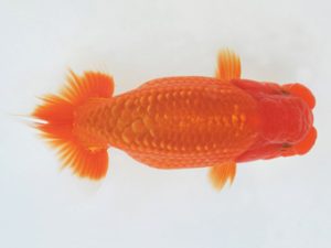 金魚文化連合会　東大関　吉村昭治　名古屋