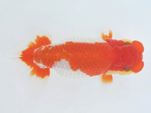 金魚文化連合会　西大関　和田　宝　名古屋