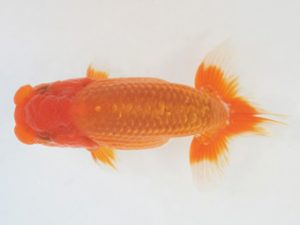 金魚文化連合会　立行司　伊藤弘之　海部郡