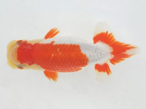 金魚文化連合会　取締一　有賀昌司　八百津