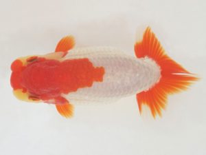 金魚文化連合会　取締二　有賀昌司　八百津