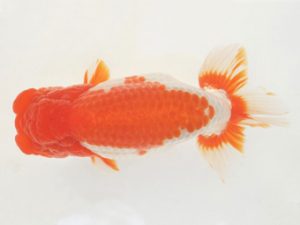 金魚文化連合会　東大関　宇都宮宏行　高山市