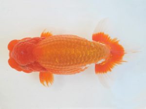 金魚文化連合会　西大関　宇野正志　長久手