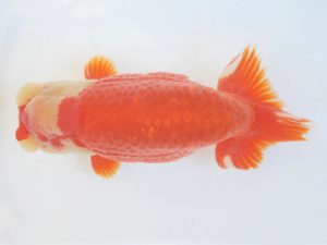 金魚文化連合会　立行司　和田　宝　名古屋