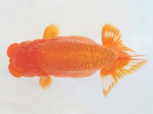 金魚文化連合会　取締一　宇野正志　長久手