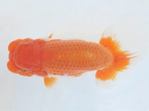 金魚文化連合会　取締二　小笠原　茂　碧南市