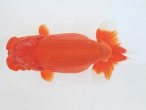 金魚文化連合会　東大関　山田芳人　清須市