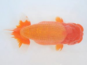 金魚文化連合会　西大関　伊藤弘之　海部郡