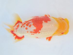 金魚文化連合会　立行司　杉江拓郎　岐阜市