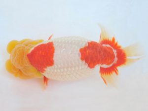 金魚文化連合会　取締一　山鋪正隆　津市