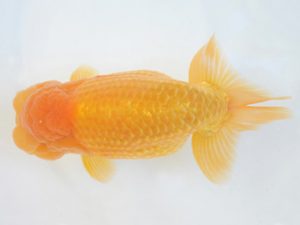 金魚文化連合会　取締二　樋口正行　鈴鹿市