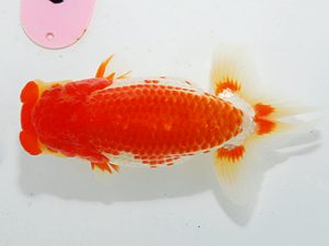 第63回日らん 東大関 東 秀明 福岡 第63回日らん 東大関 東 秀明 福岡