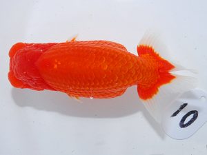 第63回日らん 勧進元一 佐々木達也 福岡 第63回日らん 勧進元一 佐々木達也 福岡