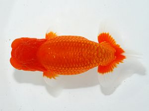 第63回日らん 勧進元二 瀬野正樹 徳島 第63回日らん 勧進元二 瀬野正樹 徳島