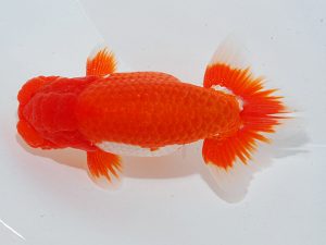 第63回日らん 行司一 矢野隆久 大阪 第63回日らん 行司一 矢野隆久 大阪