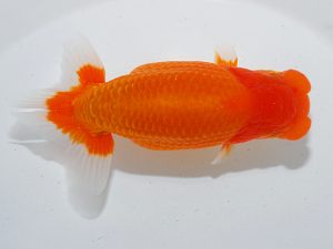 第63回日らん 行司二 瀬野正樹 徳島 第63回日らん 行司二 瀬野正樹 徳島