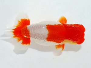 第63回日らん 行司三 小澤忠幸 静岡 第63回日らん 行司三 小澤忠幸 静岡