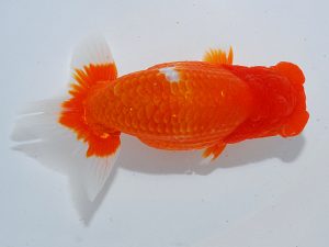 第63回日らん 脇行司一 津島洋介 愛媛 第63回日らん 脇行司一 津島洋介 愛媛