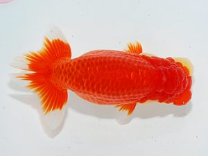 第63回日らん 脇行司二 荻谷達夫 茨城 第63回日らん 脇行司二 荻谷達夫 茨城