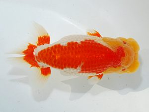 第63回日らん 西大関 野田善洋 佐賀 第63回日らん 西大関 野田善洋 佐賀