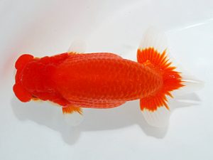 第63回日らん 立行司 目黒康弘 東京 第63回日らん 立行司 目黒康弘 東京