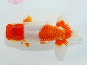 第63回日らん 取締一 坂上春行 新潟 第63回日らん 取締一 坂上春行 新潟