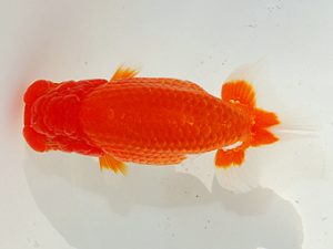 第63回日らん 取締二 御手洗逸夫 静岡 第63回日らん 取締二 御手洗逸夫 静岡