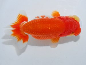 第63回日らん 東関脇 東 秀明 福岡 第63回日らん 東関脇 東 秀明 福岡