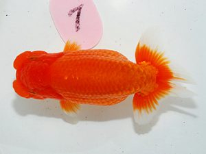 第63回日らん 西関脇 江副克彦 佐賀 第63回日らん 西関脇 江副克彦 佐賀