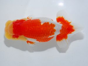 第63回日らん 東小結 吉村友良 静岡 第63回日らん 東小結 吉村友良 静岡