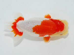 第63回日らん 西小結 木村文夫 東京 第63回日らん 西小結 木村文夫 東京