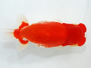 第63回日らん 東大関 竹内誠司 愛媛 第63回日らん 東大関 竹内誠司 愛媛