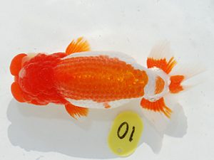 第63回日らん 勧進元一 井上廣太 愛知 第63回日らん 勧進元一 井上廣太 愛知