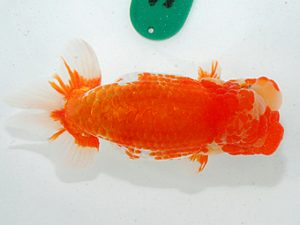 第63回日らん 勧進元二 加曽利敏幸 千葉 第63回日らん 勧進元二 加曽利敏幸 千葉