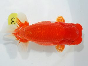 第63回日らん 行司二 小笠原義照 岡山 第63回日らん 行司二 小笠原義照 岡山