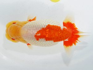 第63回日らん 脇行司一 谷澤清隆 香川 第63回日らん 脇行司一 谷澤清隆 香川