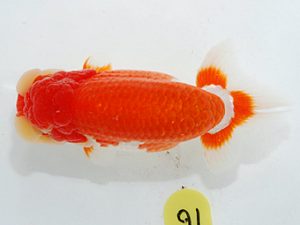 第63回日らん 脇行司二 鈴木克己 静岡 第63回日らん 脇行司二 鈴木克己 静岡