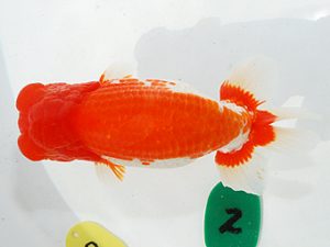 第63回日らん 西大関 青木浩一 東京 第63回日らん 西大関 青木浩一 東京