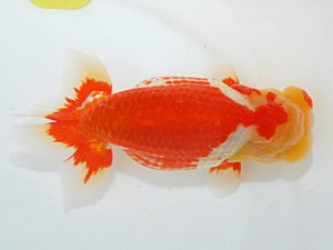 第63回日らん 立行司 田村 智 神奈川 第63回日らん 立行司 田村 智 神奈川