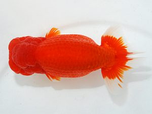 第63回日らん 取締二 村上暢彦 岡山 第63回日らん 取締二 村上暢彦 岡山