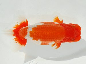 第63回日らん 東関脇 松本芳夫 静岡 第63回日らん 東関脇 松本芳夫 静岡