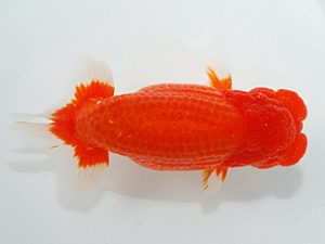 第63回日らん 西関脇 村上暢彦 岡山 第63回日らん 西関脇 村上暢彦 岡山